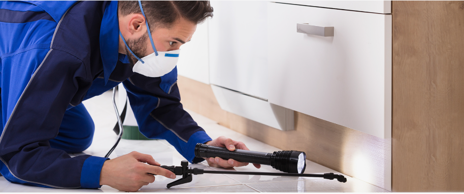 Cibolo pest xpert removal